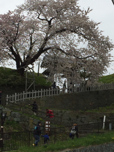 2016.G.W 函館桜ツアー(3)_d0059240_14265121.jpg