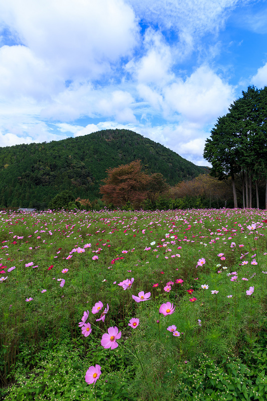 大原のコスモス畑_f0155048_22121072.jpg