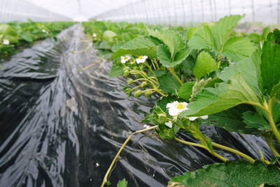 完熟紅ほっぺ　12月上旬からの出荷に向けて、定植後の様子！_a0254656_1712822.jpg