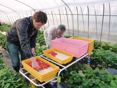 完熟紅ほっぺ　12月上旬からの出荷に向けて、定植後の様子！_a0254656_1724957.jpg