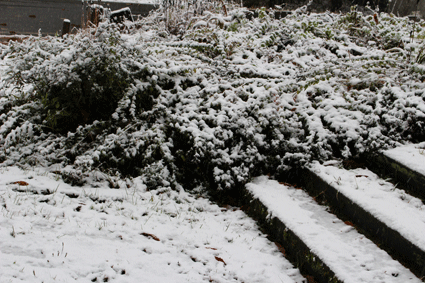 初雪♪_b0129758_1022785.gif