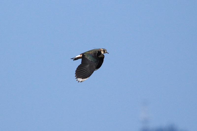 a0167759_1551785.jpg
