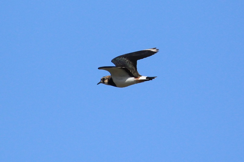 a0167759_1564625.jpg