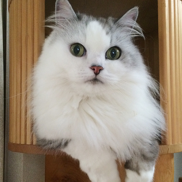 猫さんの毛づくろい。_d0165160_09154850.jpg