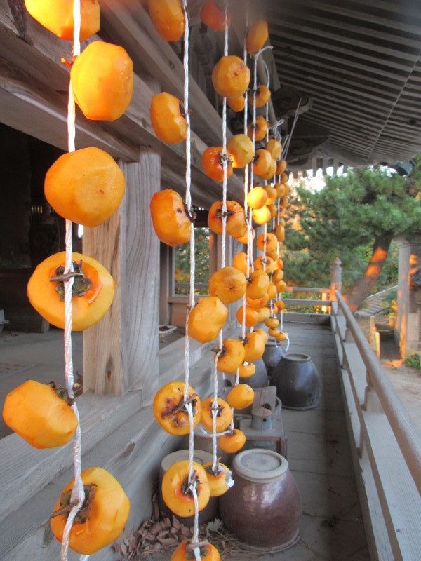 干し柿の吊るし方 寺泊 養泉寺 干し柿の吊るし方 寺泊 養泉寺