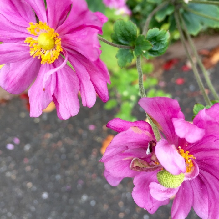 d0105967_12414172.jpeg