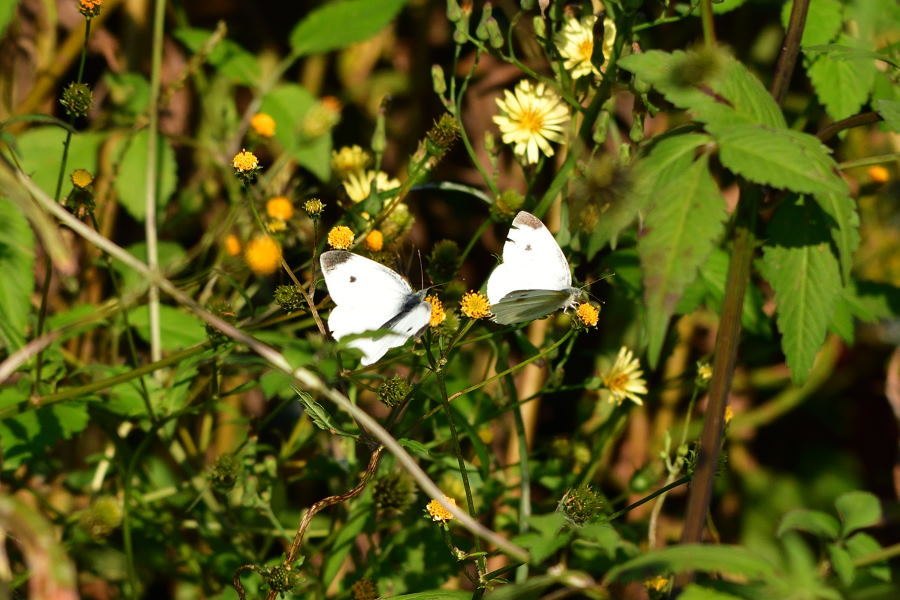 b0346568_00231066.jpg