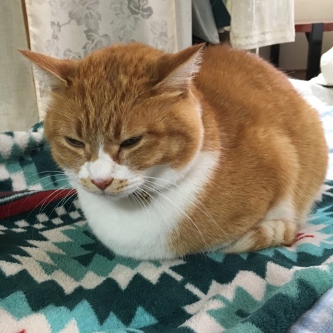 落ち込んだ…_f0363168_08392265.jpeg