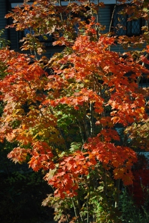 a0344771_21004429.jpg
