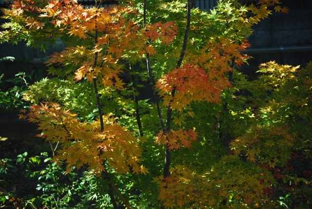 a0344771_21013505.jpg