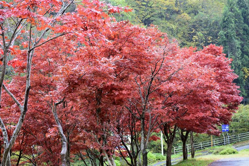 大変だった匹見峡の紅葉狩りドライブ_d0061579_15252241.jpg