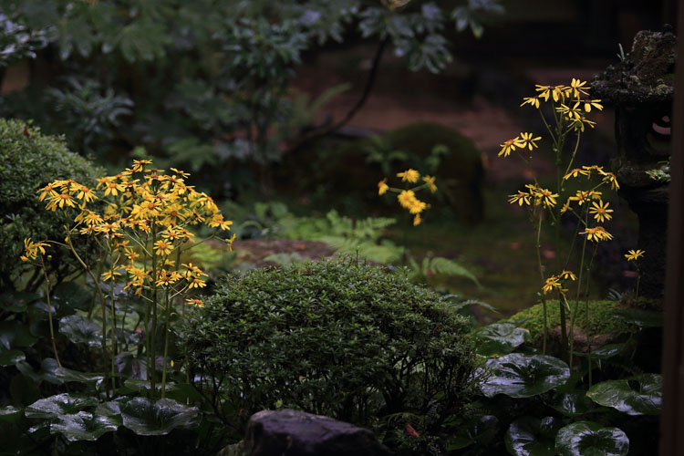 三千院_e0051888_0513817.jpg