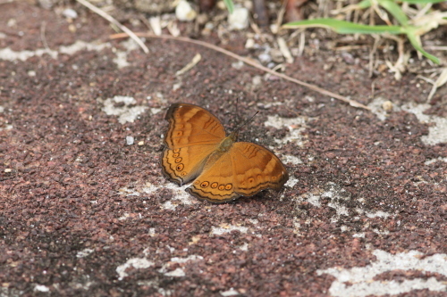 d0353091_13511690.jpg