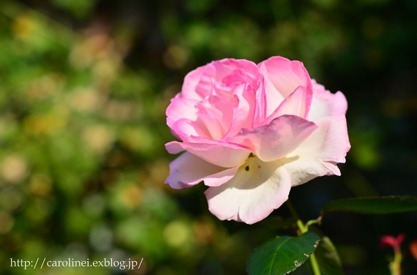 秋薔薇と立冬の庭　　My Autumn Garden_d0025294_21013933.jpg