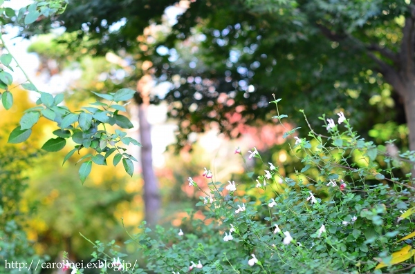 秋薔薇と立冬の庭　　My Autumn Garden_d0025294_21023419.jpg