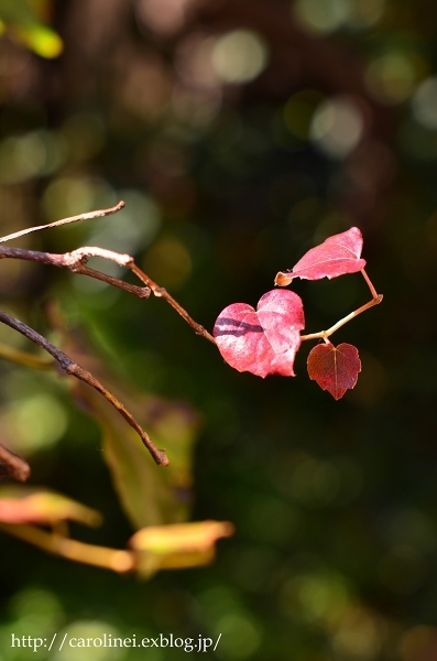 秋薔薇と立冬の庭　　My Autumn Garden_d0025294_21024789.jpg