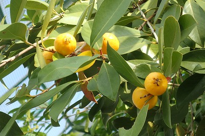 f0203094_1733927.jpg