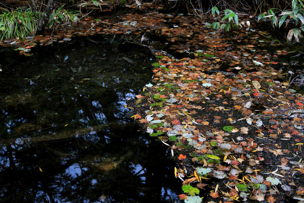 水面（みなも）の秋_c0252695_10002911.jpg