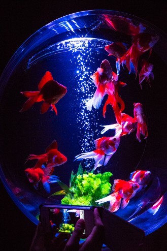 水族館 蜷川実花 チームラボ そしてmichiくん Minaの喜怒哀楽楽日記