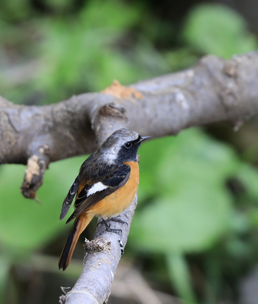 AP公園からカワセミ広場_f0296999_13192359.jpg