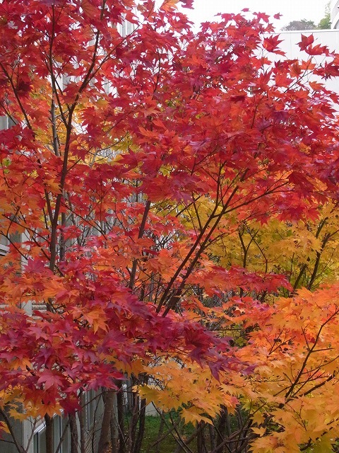 藻岩登山口の紅葉　②_f0157901_11464708.jpg