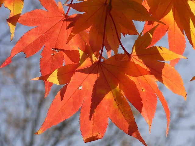 藻岩登山口の紅葉　②_f0157901_11472368.jpg