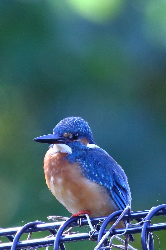 カワセミ デブ子のハンティングと水浴び 葛飾区 水元公園 旅プラスの日記