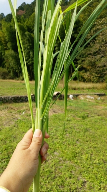 朝までポカポカが持続 生レモングラス風呂のススメ 自然とひと 子どもと大人をつなぐ森のようちえん代表 石井千穂のブログ 広島