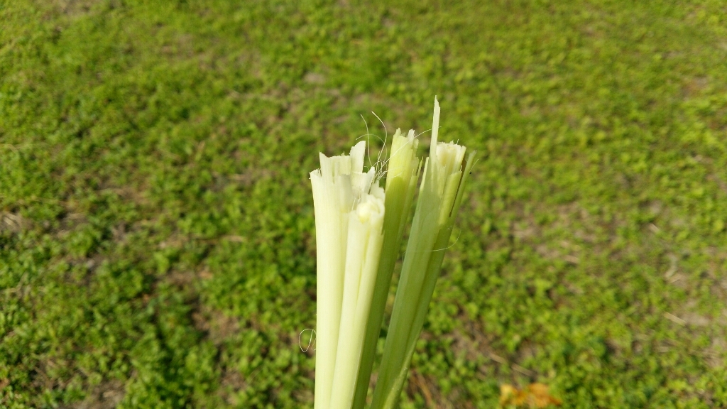 朝までポカポカが持続！生レモングラス風呂のススメ_c0016208_18275545.jpg