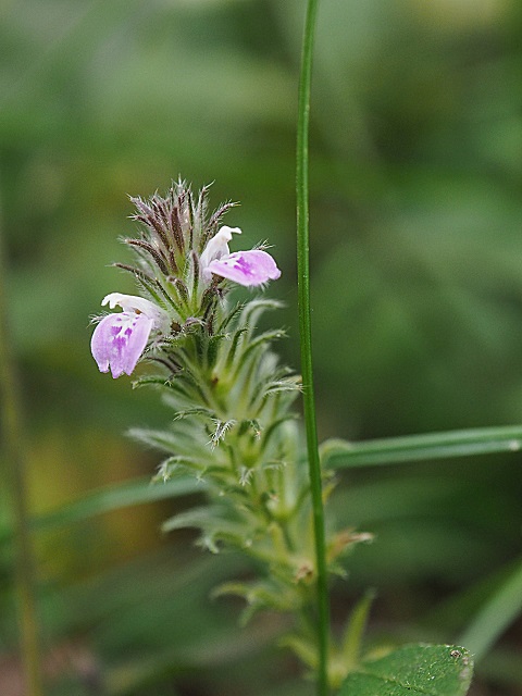 d0177108_0331618.jpg