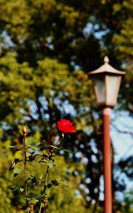 今年の柏の葉公園　冬薔薇～～あ＾）_f0195711_19303825.jpg