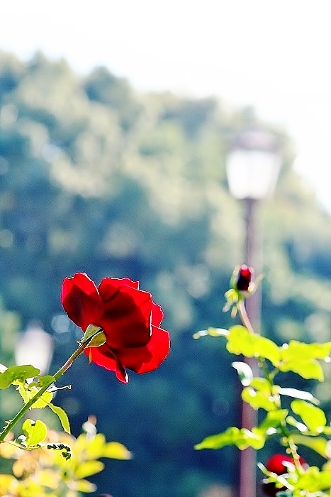 今年の柏の葉公園　冬薔薇～～あ＾）_f0195711_19310522.jpg