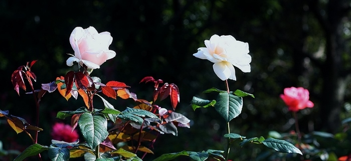 今年の柏の葉公園　冬薔薇～～あ＾）_f0195711_19312424.jpg