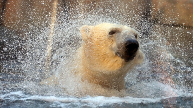 アメリカ・シカゴ、リンカーンパーク動物園にルイヴィル動物園のシークーが突如姿を現す_a0151913_14254240.jpg