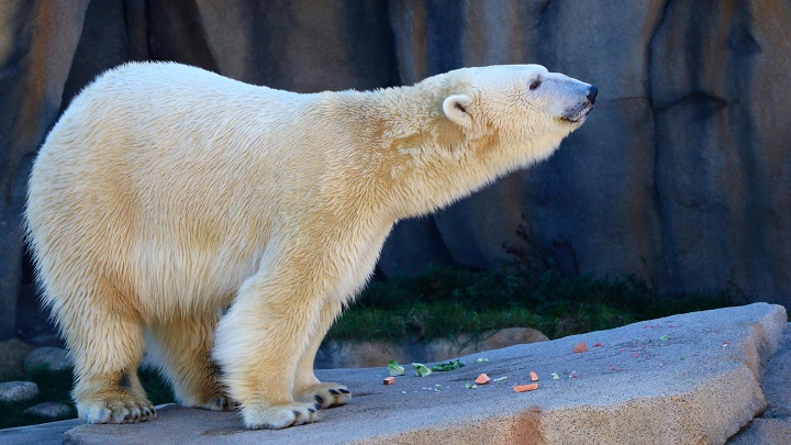 アメリカ・シカゴ、リンカーンパーク動物園にルイヴィル動物園のシークーが突如姿を現す_a0151913_15582363.jpg