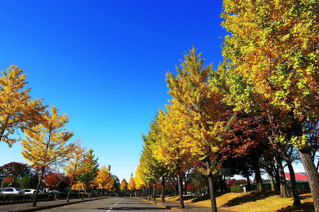 近所の秋色探し_a0031821_17465128.jpg