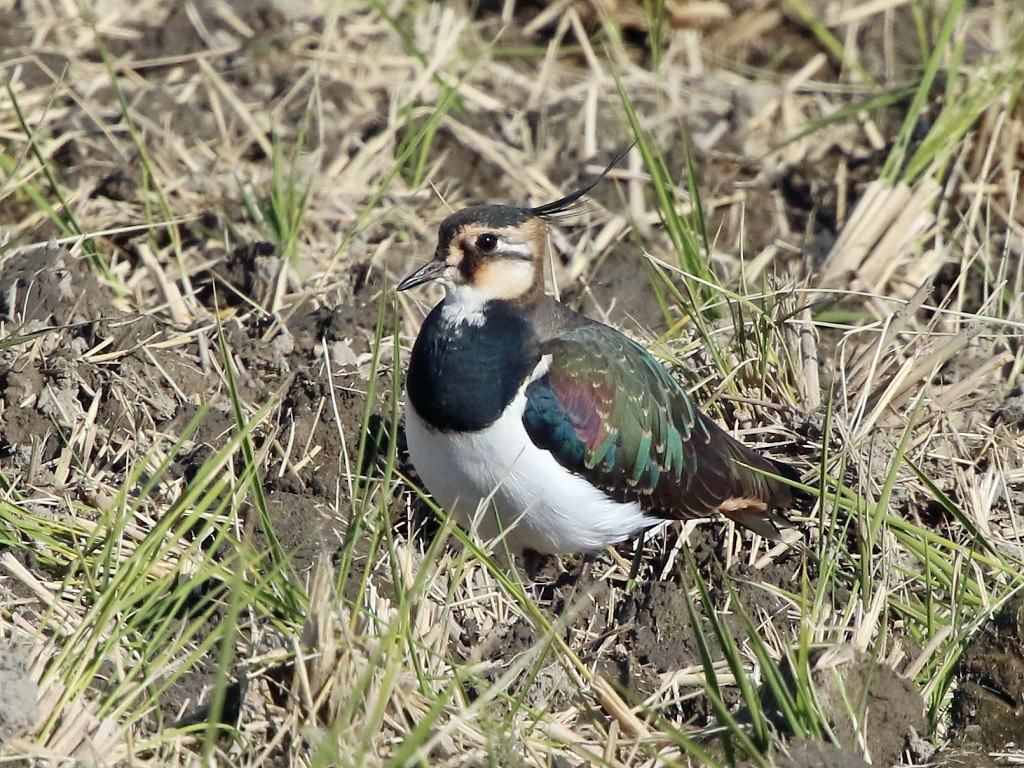 タゲリ　チョウゲンボウ_f0368325_18072931.jpg