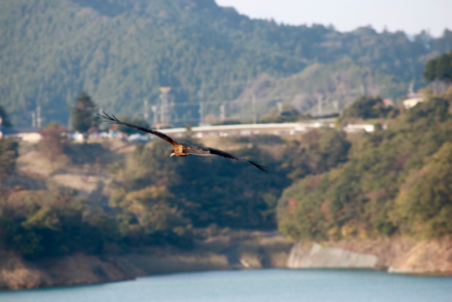 【宮ヶ瀬湖畔園地】_f0348831_22425045.jpg