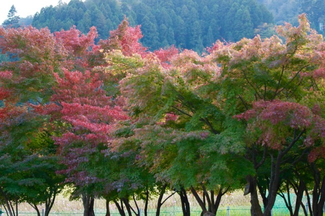 【宮ヶ瀬湖畔園地】_f0348831_22444059.jpg
