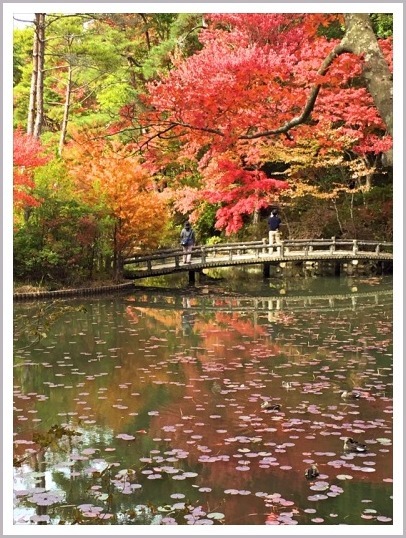 近場で紅葉狩り 神戸市立森林植物園_d0017632_16161691.jpg