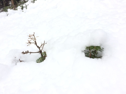 積雪_c0369344_15563468.jpg