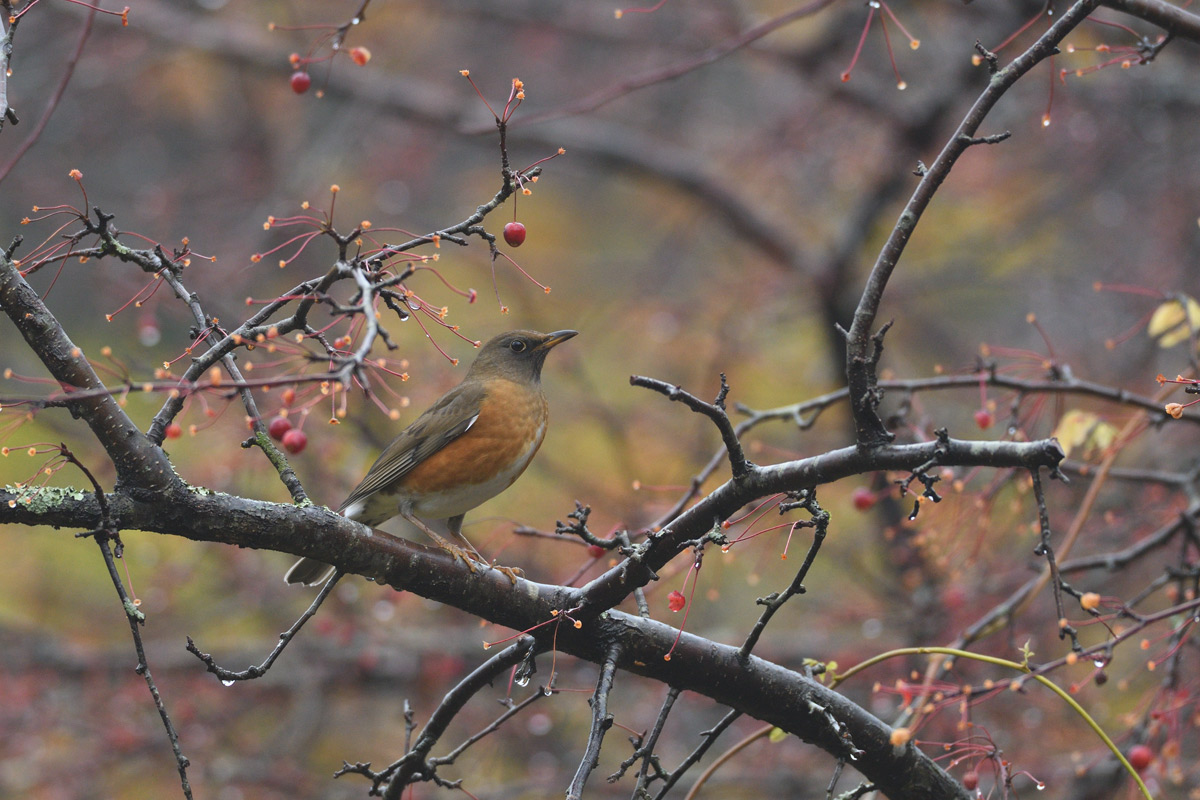 ２０１６年１０月、１１月の鳥たち  _a0039245_021368.jpg