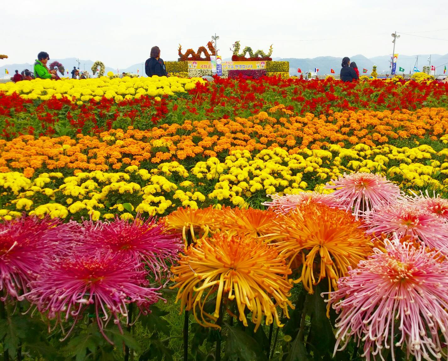 馬山菊祭り_d0160145_15232338.jpg