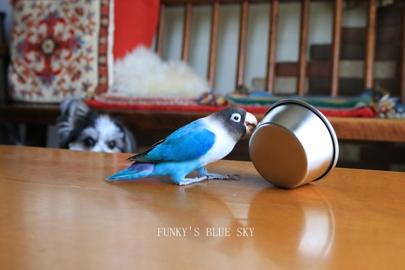 B.B & Chipo* ふ・し・ぎ~???_c0145250_10542678.jpg