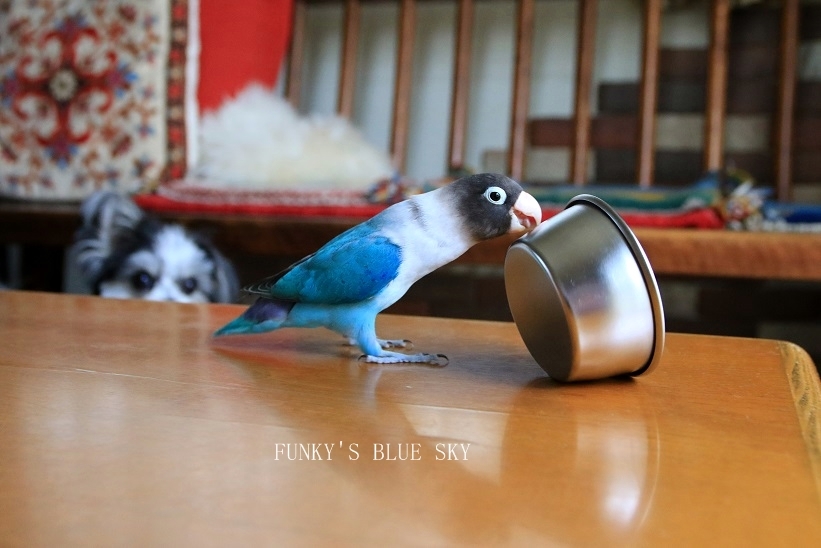 B.B & Chipo* ふ・し・ぎ~???_c0145250_10543002.jpg