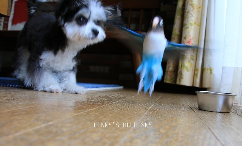 B.B & Chipo* ふ・し・ぎ~???_c0145250_10545017.jpg
