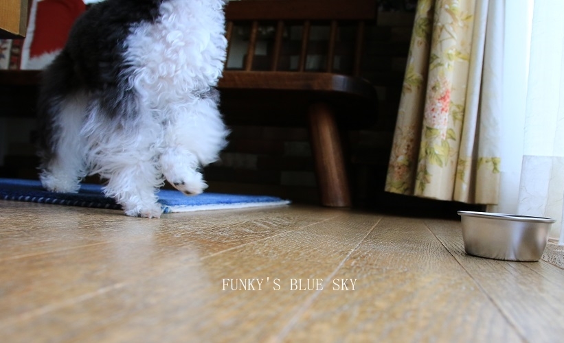 B.B & Chipo* ふ・し・ぎ~???_c0145250_10545822.jpg