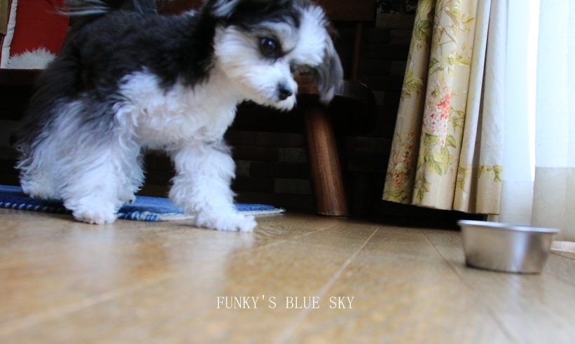 B.B & Chipo* ふ・し・ぎ~???_c0145250_10550245.jpg