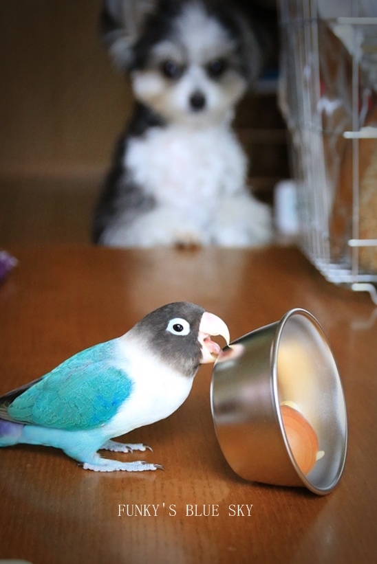 B.B & Chipo* ふ・し・ぎ~???_c0145250_10550768.jpg