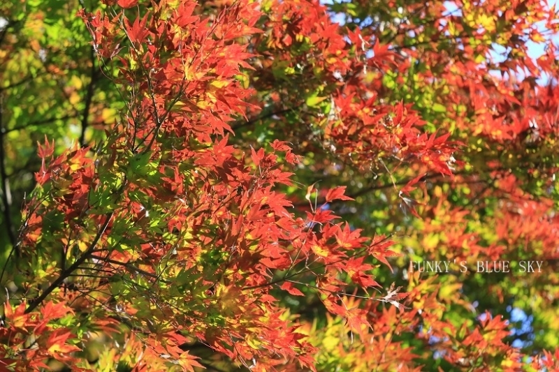 c0145250_11493255.jpg